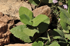 Ficus carica rupestris