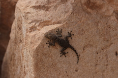Ptyodactylus