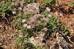 Pterocephalus pyrethrifolius