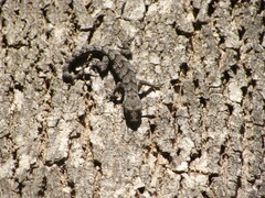 Mediodactylus kotschyi