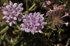 Pterocephalus pyrethrifolius