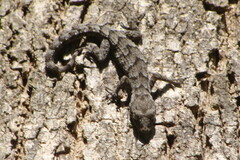 Mediodactylus kotschyi