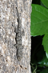 Mediodactylus kotschyi