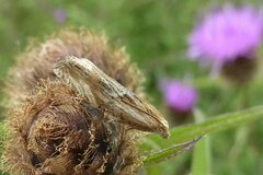 Eucosma cana
