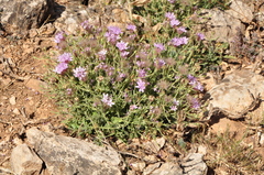 Pterocephalus pyrethrifolius