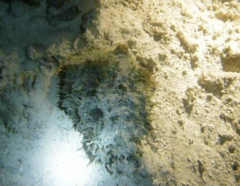 Dolabella auricularia