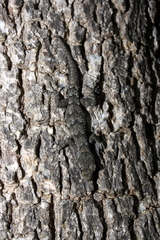 Mediodactylus kotschyi