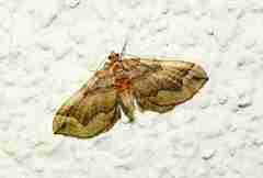 Pelurga comitata