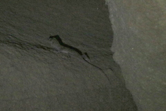 Ptyodactylus