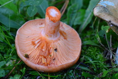 Lactarius semisanguifluus