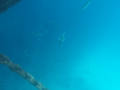 Caranx ignobilis