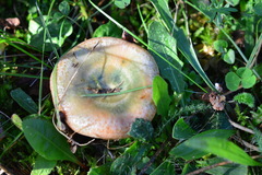 Lactarius semisanguifluus
