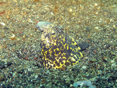 Callechelys marmorata