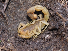 Parabuthus planicauda
