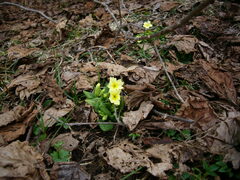 Primula vulgaris