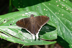 Murgaria albimargo
