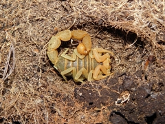 Parabuthus planicauda