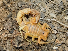 Parabuthus planicauda