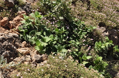 Ficus carica rupestris