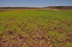 Euphorbia microsphaera