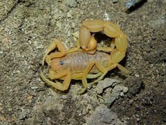 Parabuthus planicauda