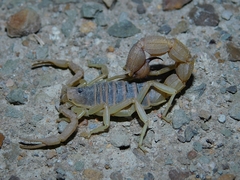 Parabuthus planicauda