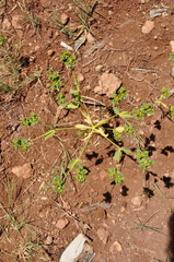 Euphorbia microsphaera