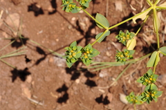 Euphorbia microsphaera