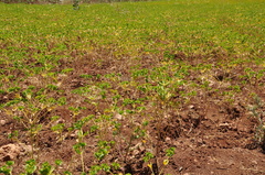 Euphorbia microsphaera