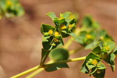 Euphorbia microsphaera