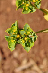 Euphorbia microsphaera