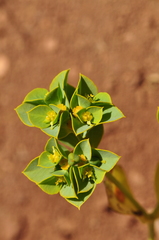 Euphorbia microsphaera