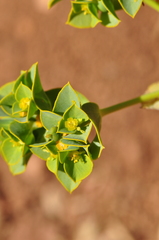 Euphorbia microsphaera