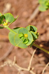 Euphorbia microsphaera