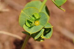Euphorbia microsphaera