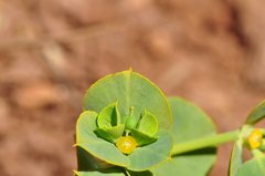 Euphorbia microsphaera