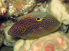 Calloplesiops altivelis