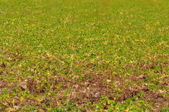 Euphorbia microsphaera