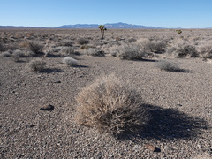 Atriplex confertifolia