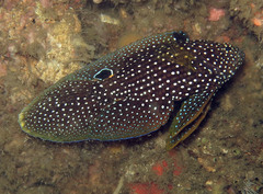 Calloplesiops altivelis