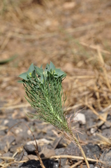 Euphorbia aleppica