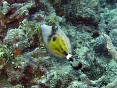 Cantherhines fronticinctus