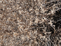 Atriplex confertifolia