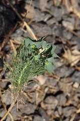 Euphorbia aleppica