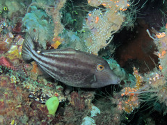 Cantherhines pardalis