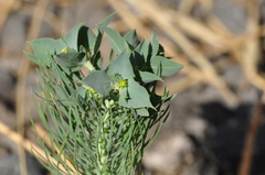 Euphorbia aleppica