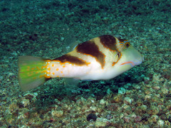 Canthigaster axiologus