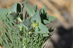 Euphorbia aleppica