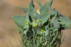 Euphorbia aleppica