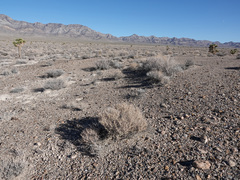 Atriplex confertifolia